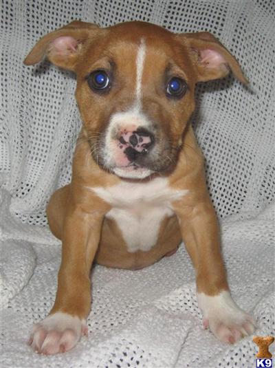 UKC Registered Fawn Female - Reduced